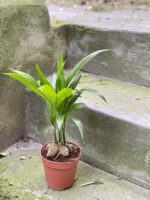 Zdjęcie rośliny Areca Catechu (Palma Betelowa), ujęcie 2