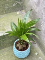 Zdjęcie rośliny Areca Catechu (Palma Betelowa), ujęcie 3