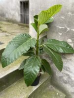 Zdjęcie rośliny Ficus bussei Floris, ujęcie 1
