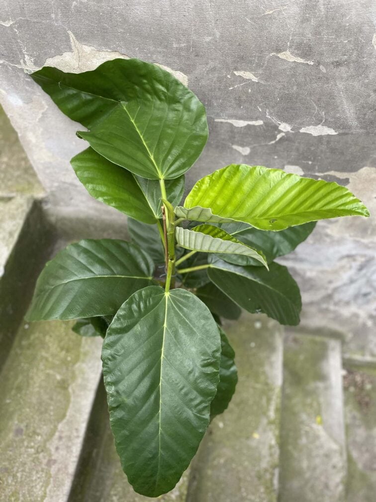 Zdjęcie rośliny Ficus bussei Floris, ujęcie 3