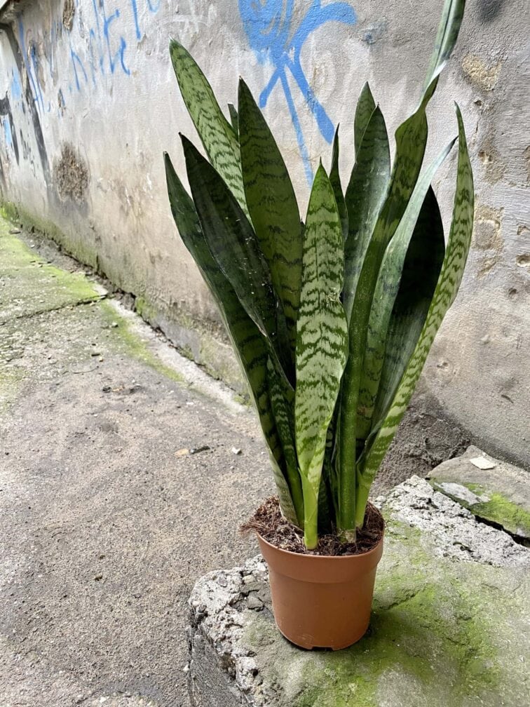 Zdjęcie rośliny Sansevieria Zeylanica, ujęcie 2