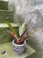 Zdjęcie doniczki lub oslonki: Osłonka Sevilla 9x10 cm, ujęcie 2