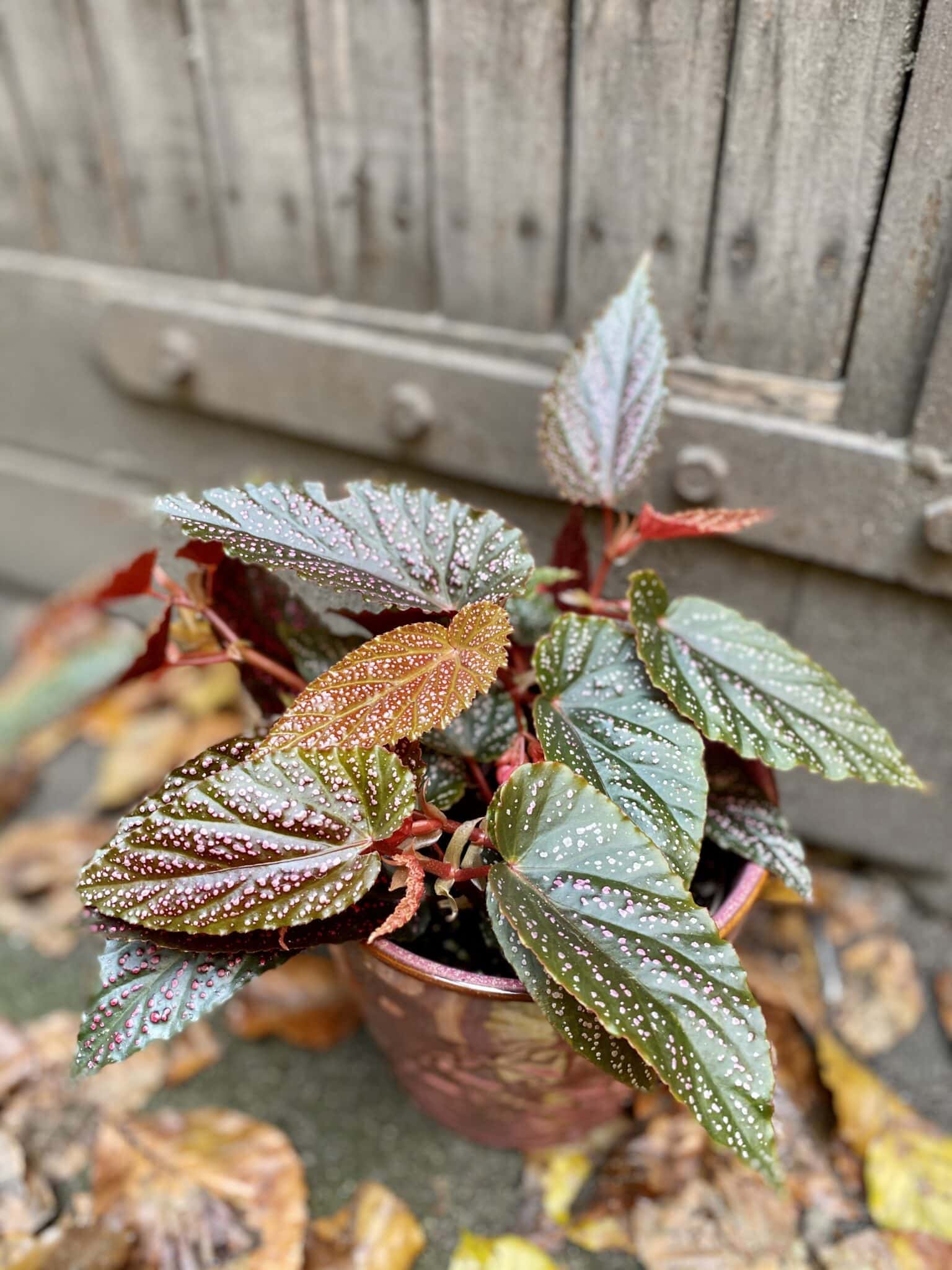 Begonia Polka Dot Pink Jungle Boogie