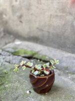 Zdjęcie rośliny Portulacaria Afra variegata, ujęcie 1