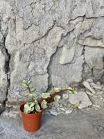Zdjęcie rośliny Portulacaria Afra variegata, ujęcie 2