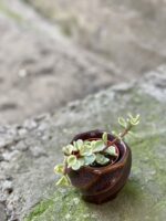 Zdjęcie rośliny Portulacaria Afra variegata, ujęcie 3