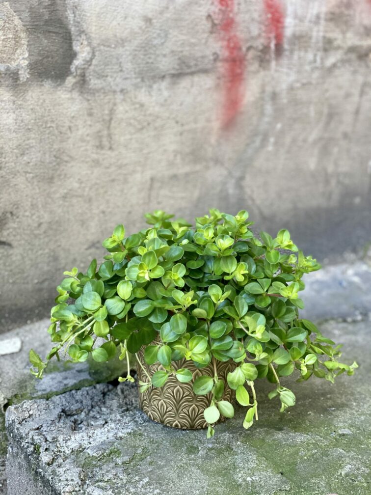 Zdjęcie doniczki lub oslonki: Osłonka Middle Ages Olive Green 10x11 cm, ujęcie 2