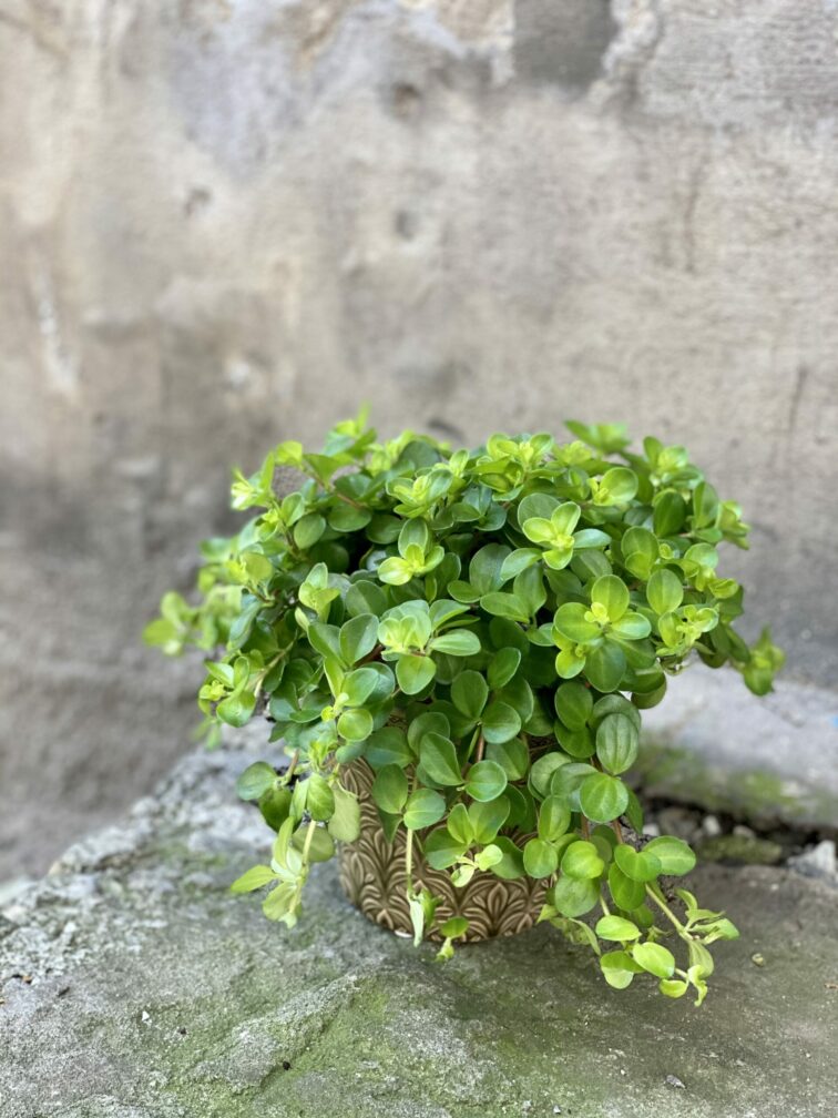 Zdjęcie rośliny Peperomia rotundifolia, ujęcie 3