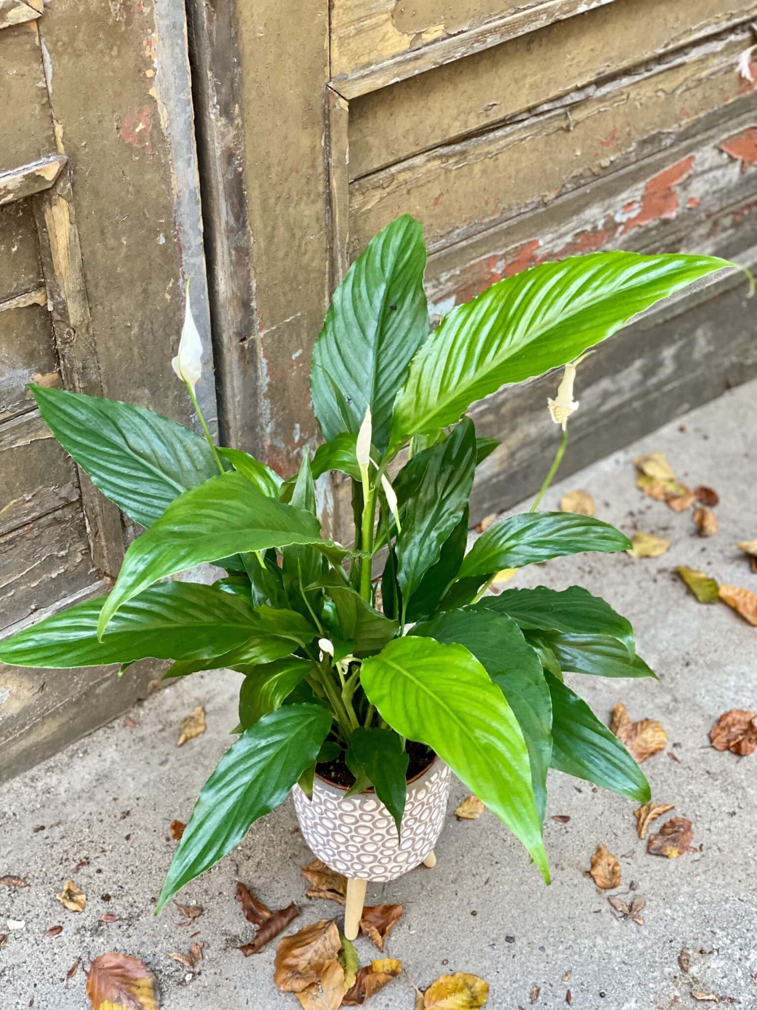 Peace Lily (Spathiphyllum 'Sweet Chico White) House Plant in a 13cm Pot. UK