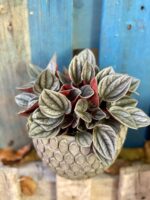 Zdjęcie rośliny Peperomia Santorini, ujęcie 1