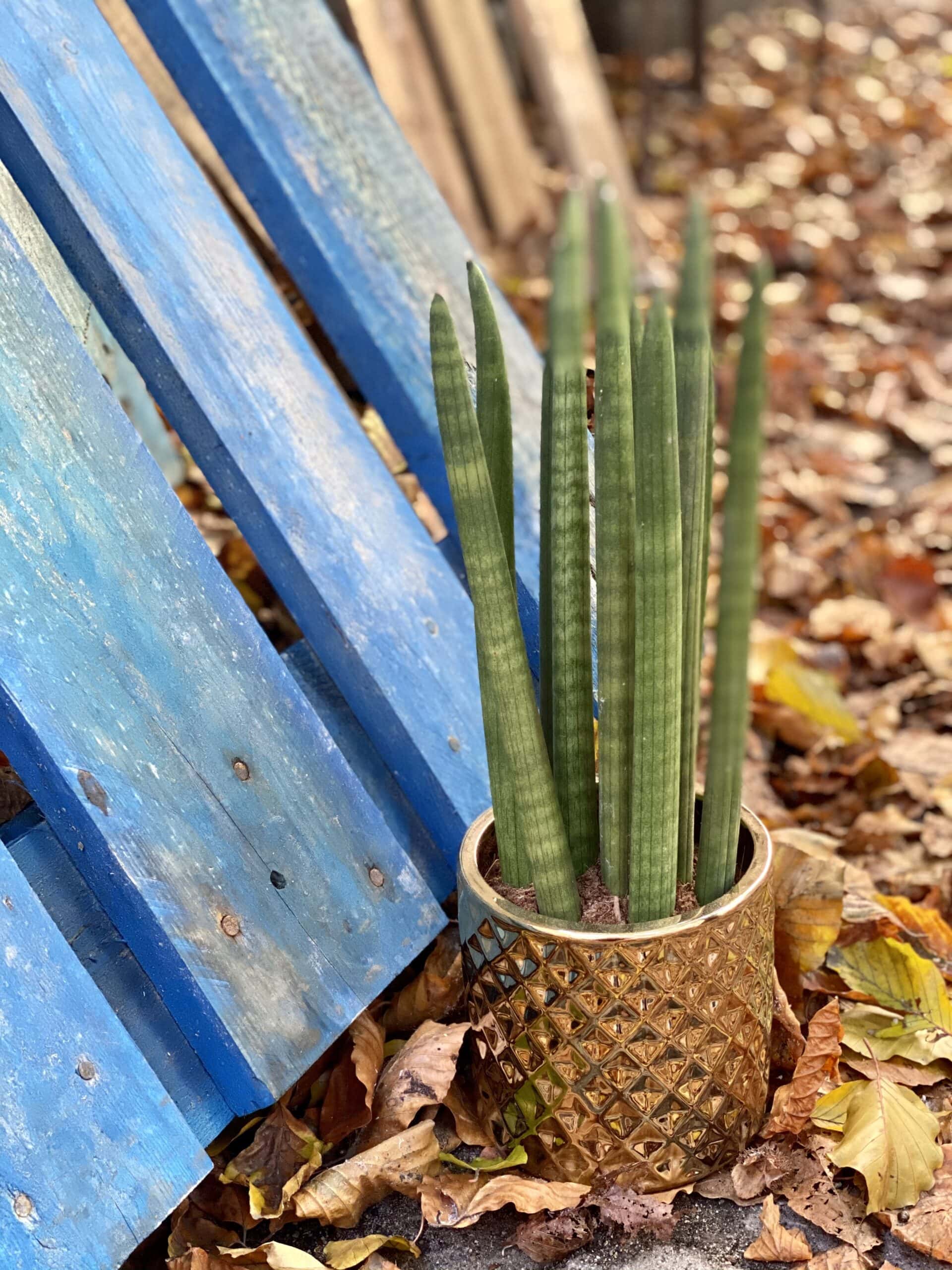 Zdjęcie rośliny Sansevieria Cylindrica Straight, ujęcie 1