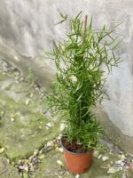 Zdjęcie rośliny Asparagus falcatus, ujęcie 2