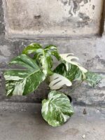 Zdjęcie rośliny Monstera Variegata nr.3, ujęcie 1