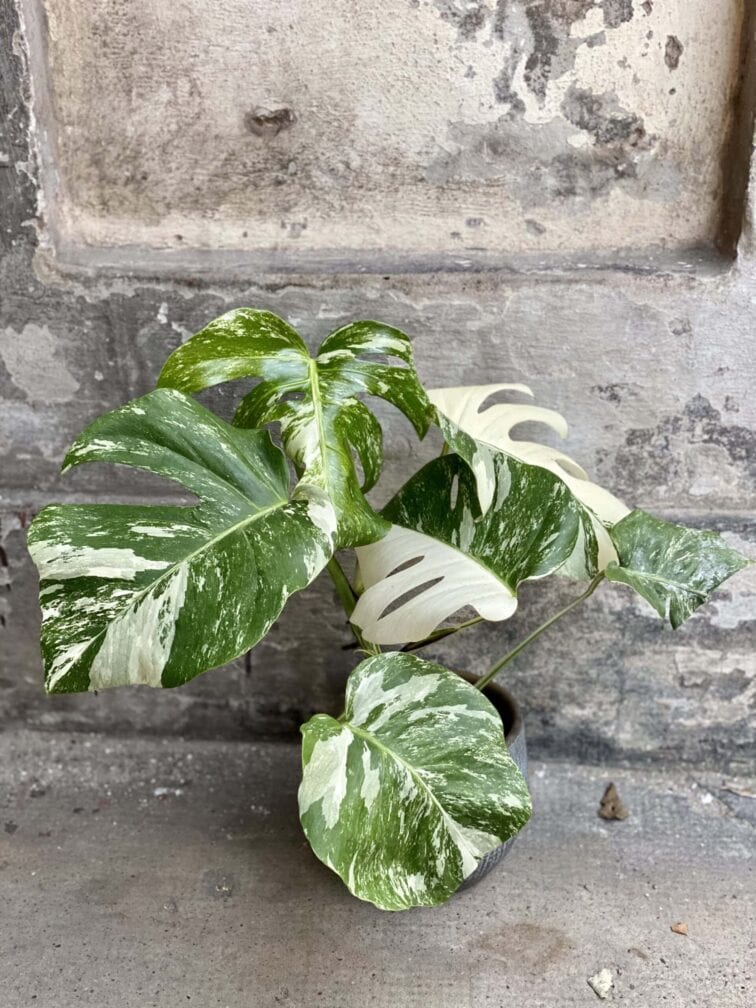 Zdjęcie rośliny Monstera Variegata nr.3, ujęcie 1