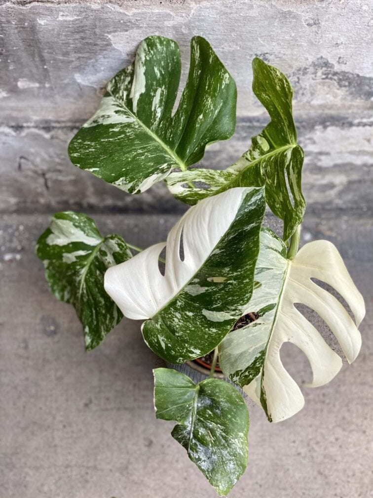 Zdjęcie rośliny Monstera Variegata nr.3, ujęcie 2