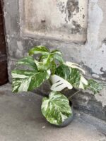 Zdjęcie rośliny Monstera Variegata nr.3, ujęcie 3