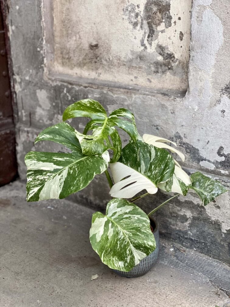 Zdjęcie rośliny Monstera Variegata nr.3, ujęcie 3