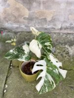 Zdjęcie rośliny Monstera Variegata nr.4, ujęcie 1