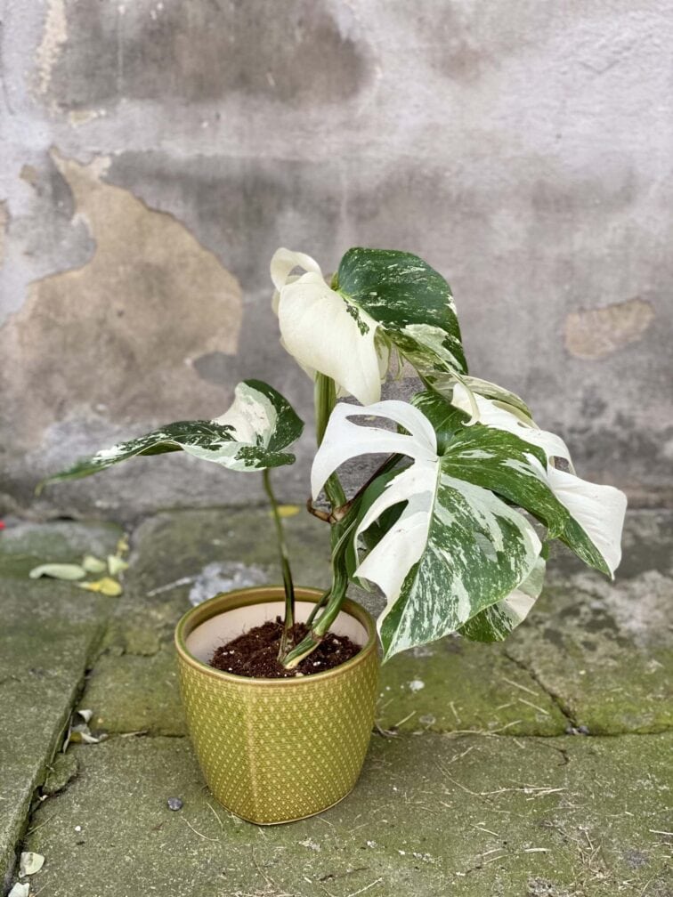 Zdjęcie rośliny Monstera Variegata nr.4, ujęcie 2