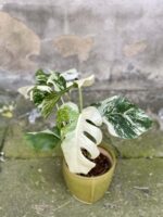 Zdjęcie rośliny Monstera Variegata nr.4, ujęcie 3