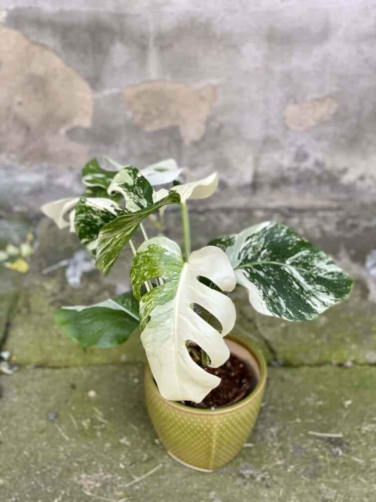 Zdjęcie rośliny Monstera Variegata nr.4, ujęcie 3