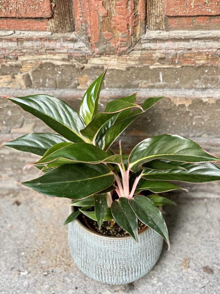 burle marx flame philodendron Monstera Burle Marx Flame XL