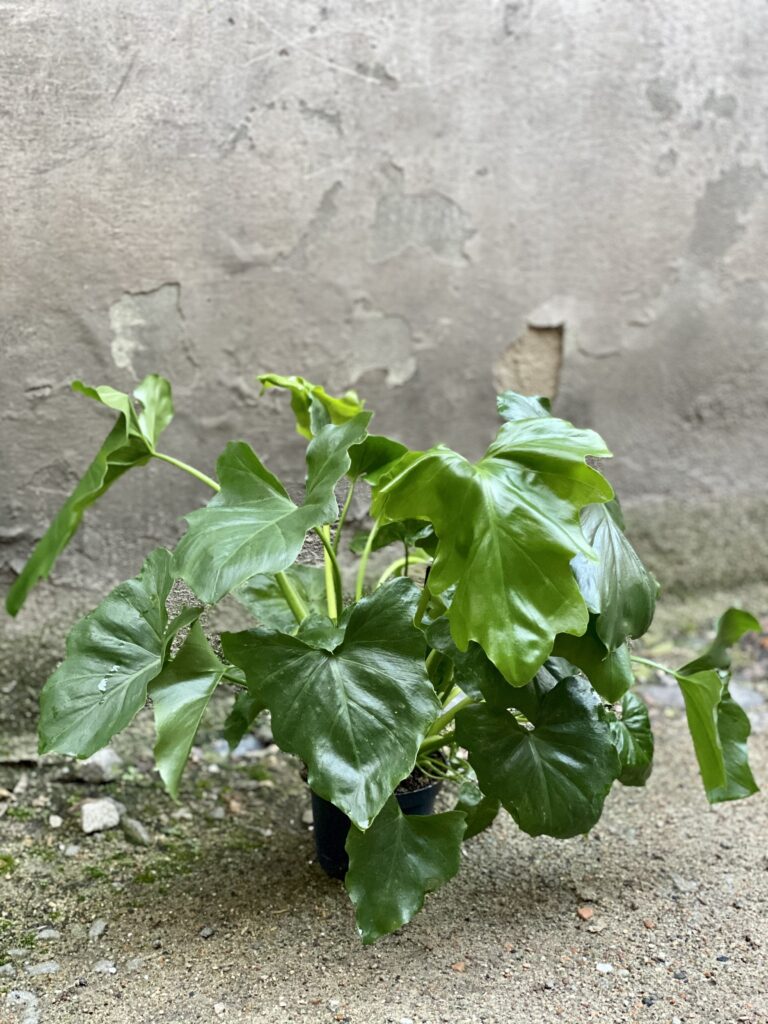 Thaumatophyllum bipinnatifidum (Filodendron podwjnie pierzasty) - Jungle  Boogie