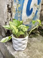 Zdjęcie doniczki lub oslonki: Grey Sabayon 12x12 cm, ujęcie 2