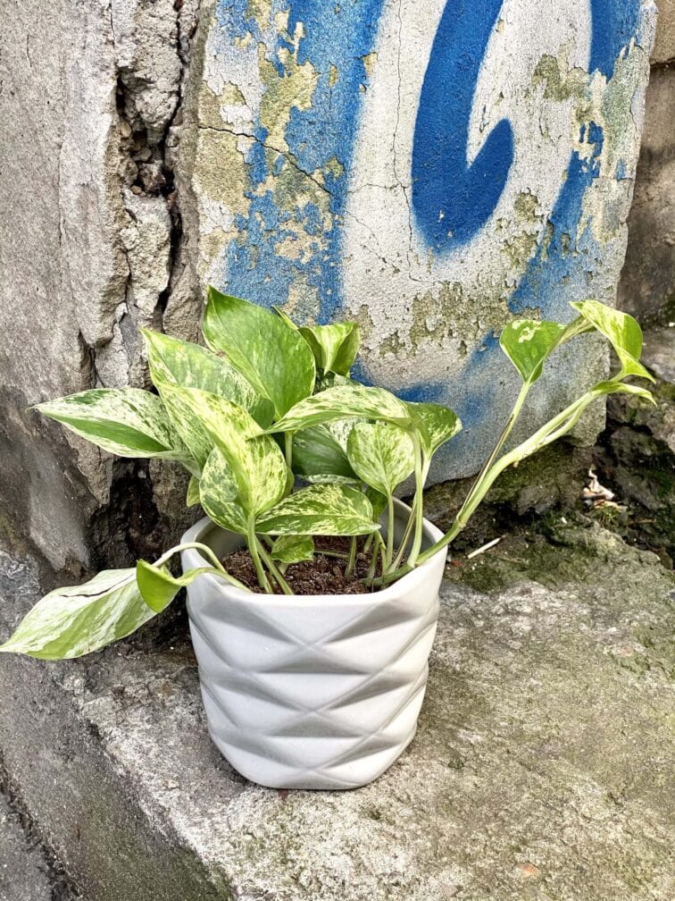 Zdjęcie doniczki lub oslonki: Grey Sabayon 12x12 cm, ujęcie 2