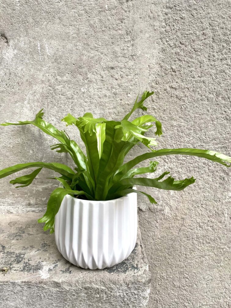 Zdjęcie doniczki lub oslonki: Osłonka Voyage 12x12 cm, ujęcie 2