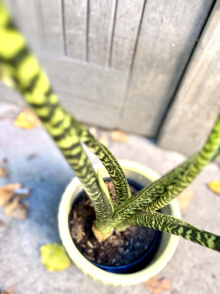 Zdjęcie rośliny Alocasia Zebrina variegata, ujęcie 4