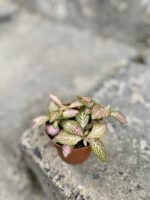 Zdjęcie rośliny Fittonia Pink Specik, ujęcie 1