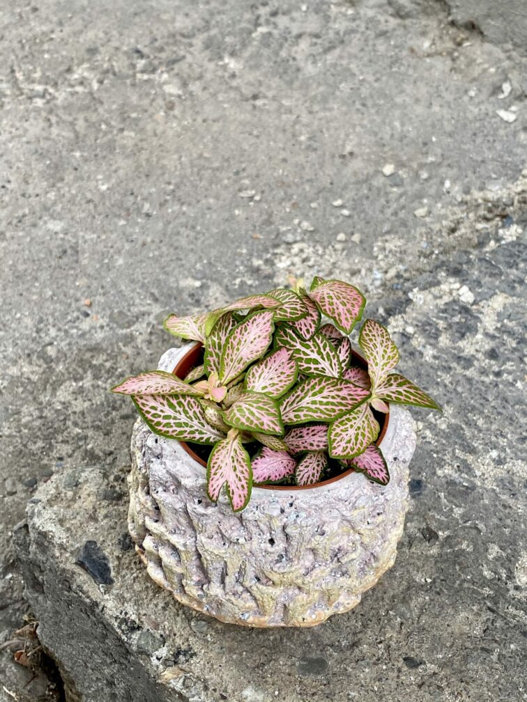 Zdjęcie rośliny Fittonia Pink Specik, ujęcie 3