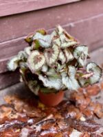 Zdjęcie rośliny Begonia Rex Escargot, ujęcie 1