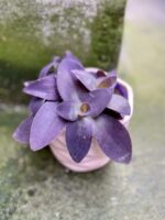 Zdjęcie rośliny Tradescantia Purple Heart (Trzykrotka), ujęcie 1