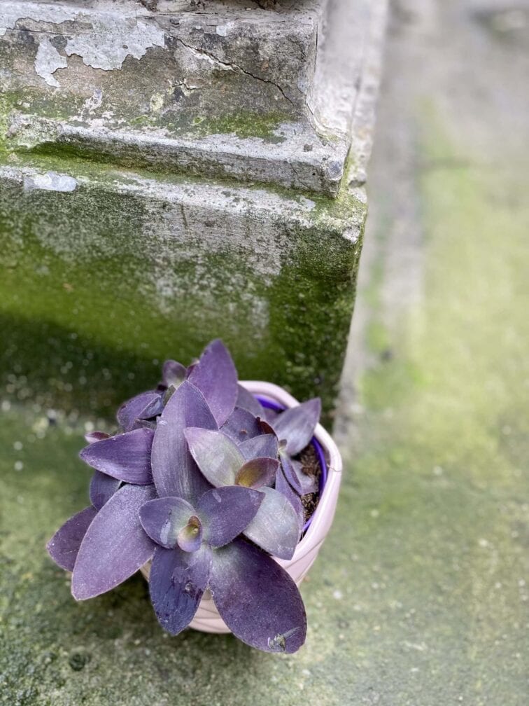 Zdjęcie rośliny Tradescantia Purple Heart (Trzykrotka), ujęcie 2