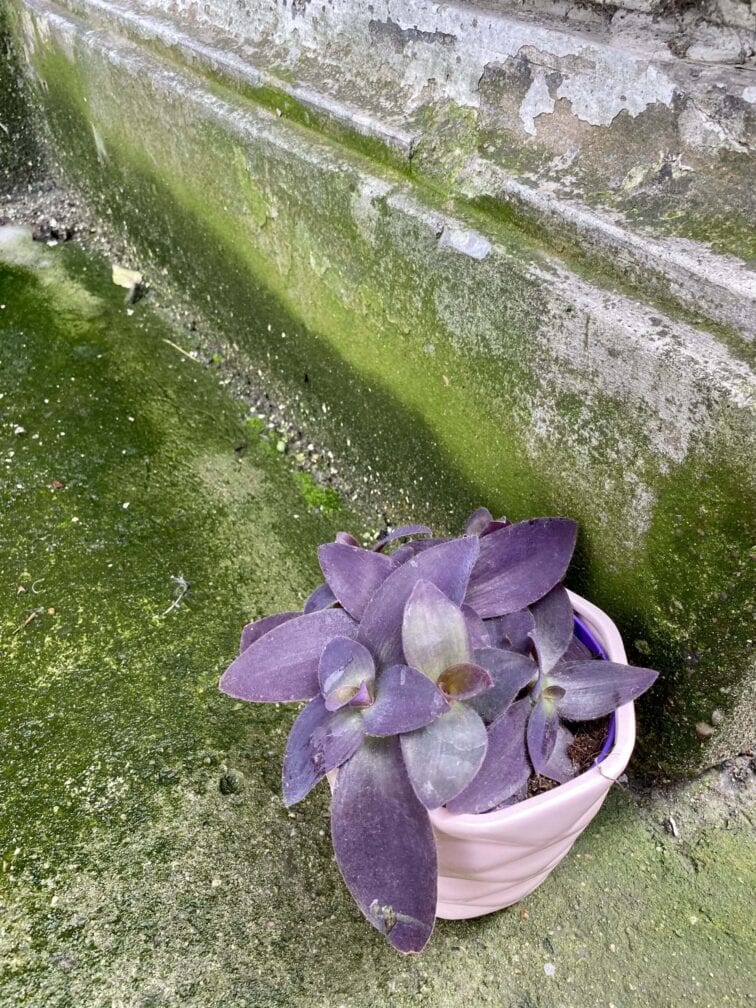 Zdjęcie rośliny Tradescantia Purple Heart (Trzykrotka), ujęcie 3