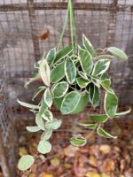Zdjęcie rośliny Hoya krimson queen, ujęcie 2