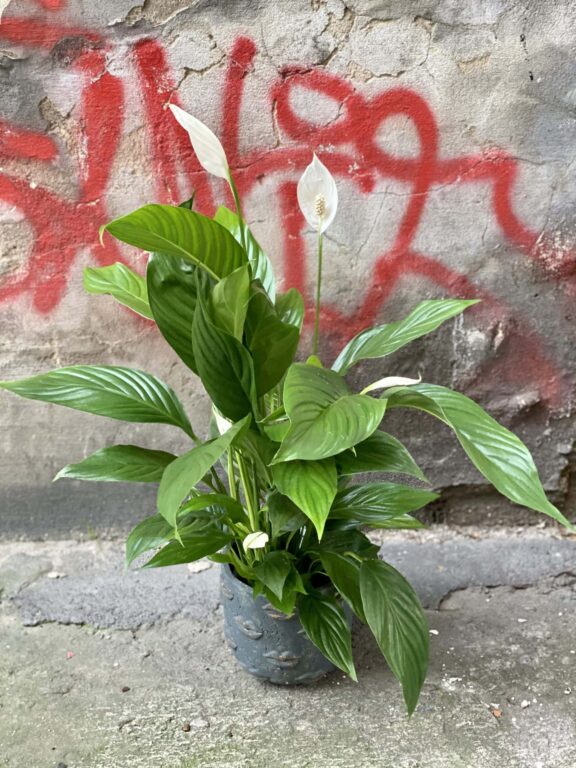 Zdjęcie rośliny Spathiphyllum Sweet Silvio, ujęcie 1