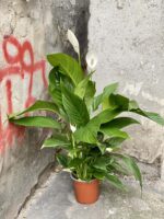 Zdjęcie rośliny Spathiphyllum Sweet Silvio, ujęcie 3