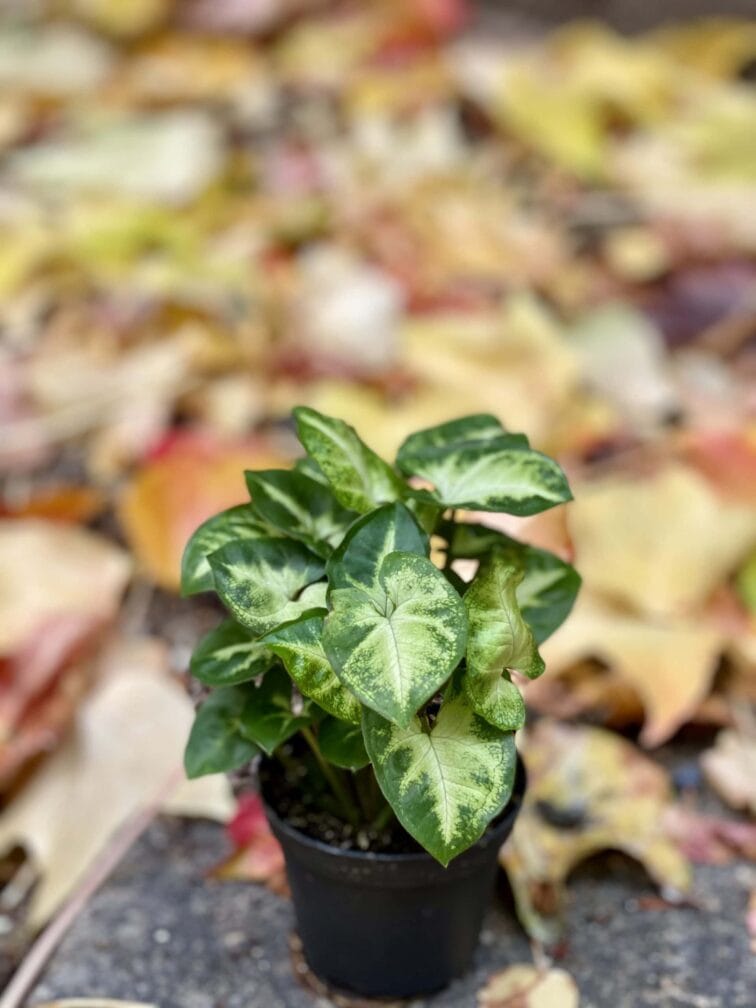 Zdjęcie rośliny Syngonium Pixie (Zroślicha), ujęcie 1