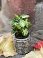 Zdjęcie rośliny Syngonium Pixie (Zroślicha), ujęcie 2