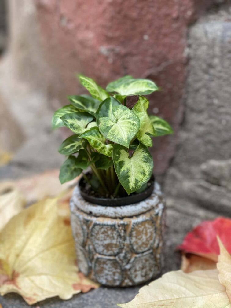 Zdjęcie rośliny Syngonium Pixie (Zroślicha), ujęcie 2