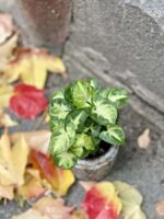 Zdjęcie rośliny Syngonium Pixie (Zroślicha), ujęcie 3