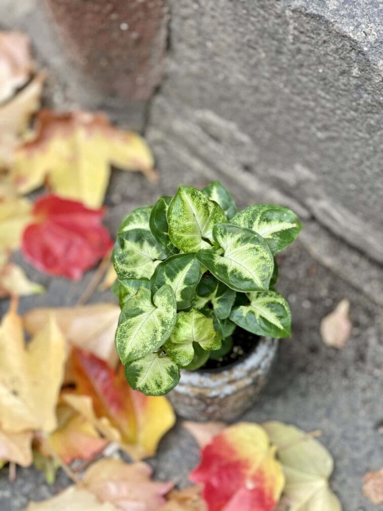 Zdjęcie rośliny Syngonium Pixie (Zroślicha), ujęcie 3