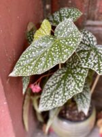 Zdjęcie rośliny Begonia Snow Capped, ujęcie 1