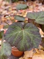 Zdjęcie rośliny Begonia Turtle, ujęcie 2