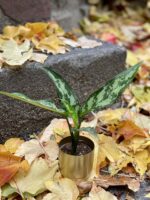 Zdjęcie doniczki lub oslonki: Osłonka Złoty Znicz 6x7 cm, ujęcie 2