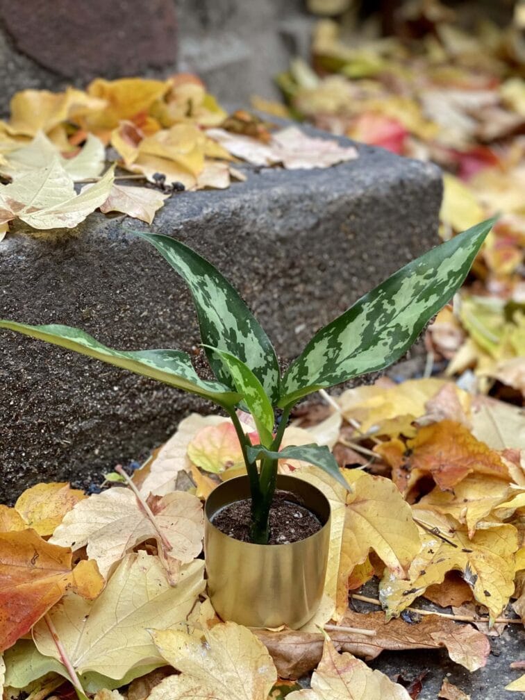 Zdjęcie doniczki lub oslonki: Osłonka Złoty Znicz 6x7 cm, ujęcie 2