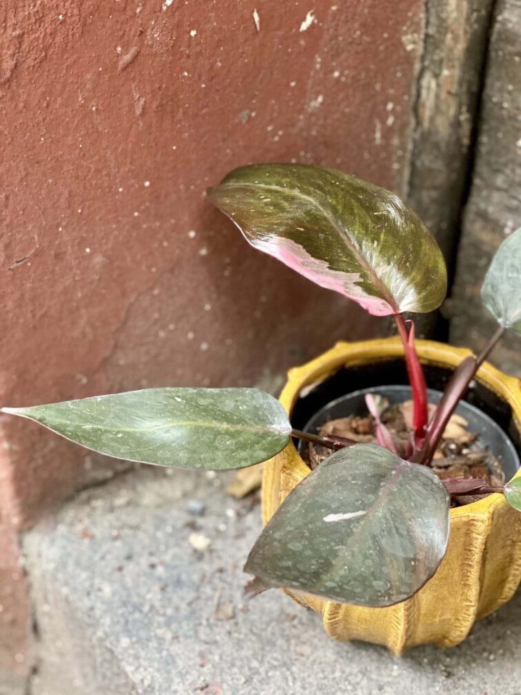 Zdjęcie rośliny Philodendron Pink Princess, ujęcie 3